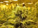 Los Angeles, Los Angeles County, CA.  Marijuana Grow Insurance